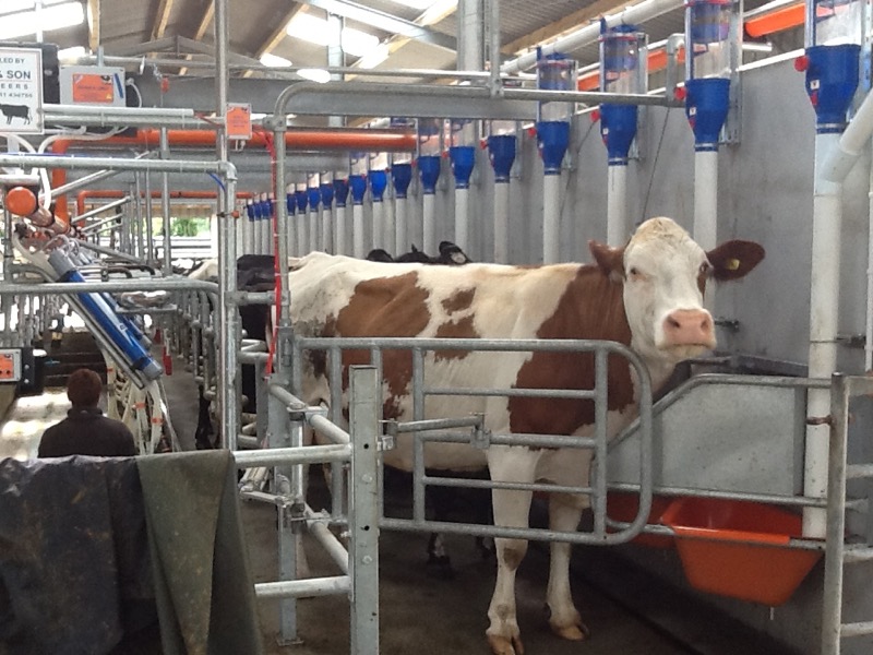 Completed dairy parlour